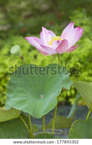 Lotus flower plants in thailand (Indian Lotus, Sacred Lotus, Bean of India)