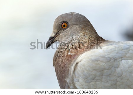 Detail of a pigeon head close-up