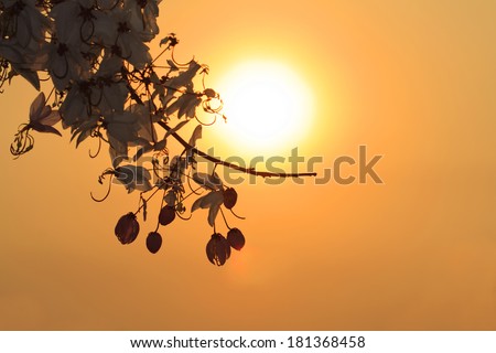 Silhouette of flower after sunset
