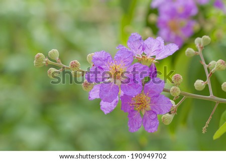 Closeup Pride of India (Queen\'s flower) in the garden