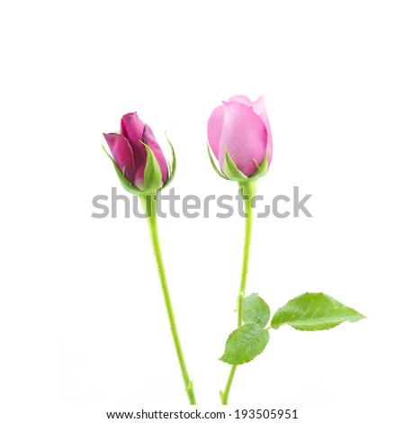 Similar – Image, Stock Photo pink rosebud about to bloom IV