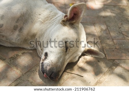 Dog sleeping on the ground