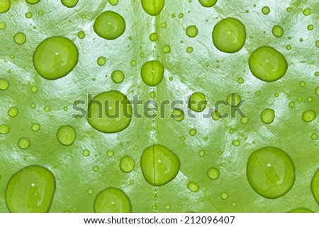Water drops on lotus leaf green