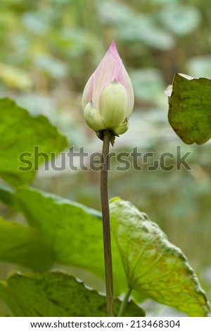 Lotus flower plants in thailand (Indian Lotus, Sacred Lotus, Bean of India)