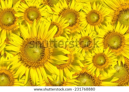Sunflower frame (Helianthus annuus)  on white background