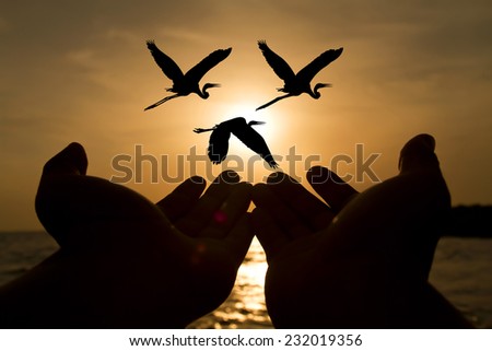 Silhouette of the birds on hand flying to the sun by red sunset over the ocean
