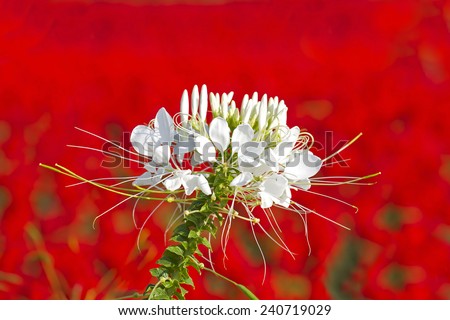 Flowers with evening sun,Cleome flower (Cleome hassleriana) ,spider flowers, spider plants, spider weeds, soft focus