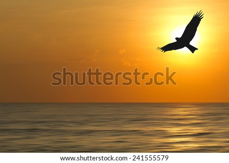 Shadow of an Birds flying to the sunset over the ocean