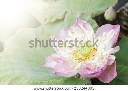 Lotus flower plants in thailand (Indian Lotus, Sacred Lotus, Bean of India), soft focus