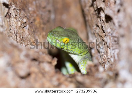 Snake,Green pit viper, Asian pit viper, Trimeresurus (Viperidae)  in nature