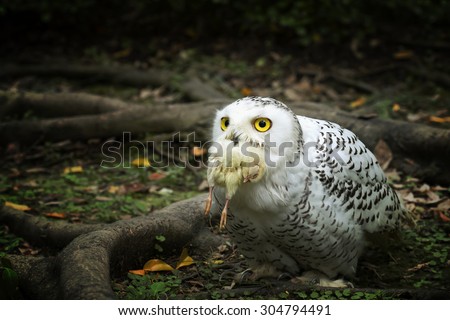 Bird,Owl chicks eating,Snowy owl (Bubo scandiacus)