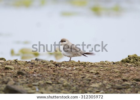 Bird,Small Pratincole (Glareola lactea), Lovely gesture