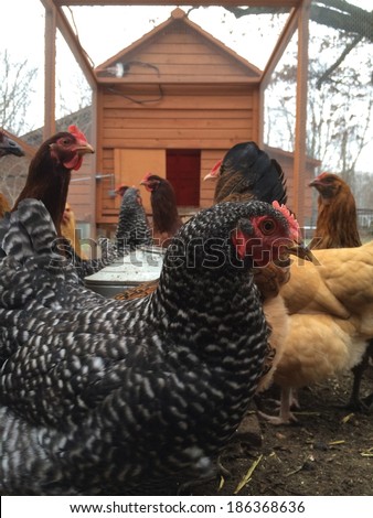 chicken in the hen house