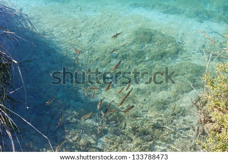 Shoal of small fish in azure clean transparent lake and plant at bottom
