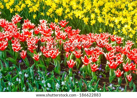 Beautiful red-white tulips and yellow narcissus (nature spring background).