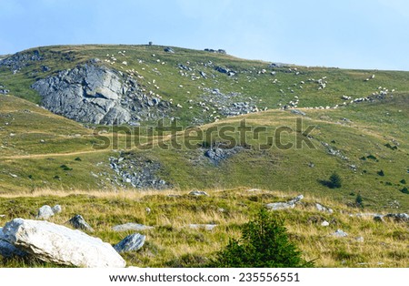 Summer view from Transalpina road (Southern Carpathians,  Romania) and flock of sheeps on slope.