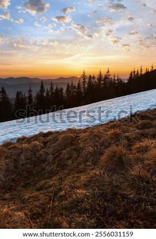 Similar – Image, Stock Photo Crocuses in the twilight