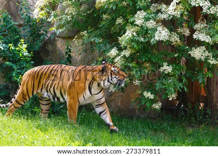 Beautiful strong striped tiger walking in nature.
