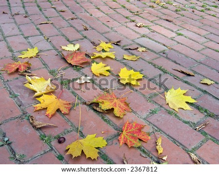 Autumnal leafs of maple on the circle block pavement