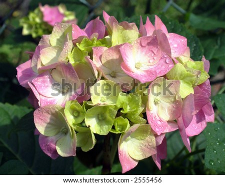 bunch of pink-green flowers on green cluster