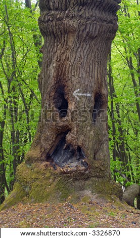 Old majestic tree to look like wood-goblin (with scorched hollows) on spring forest hill (three shots vertical stitch)