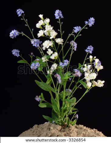 Blossoming plant with blue (forget-me-not) and white flowers on dark background (not isolated, six shots stitch)