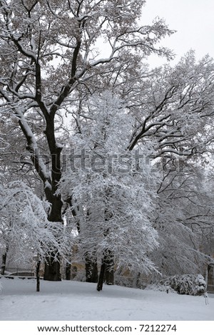 Group of snow covered trees in winter city park (dull day)