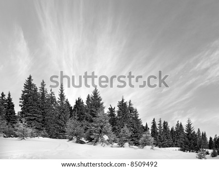 Winter morning mountain black-and-white landscape (Ukraine, Carpathian Mt\'s)
