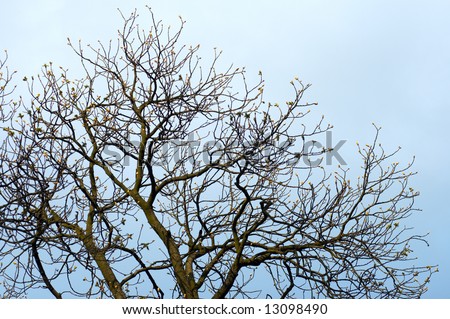 Spring buds on tree twig on sky background