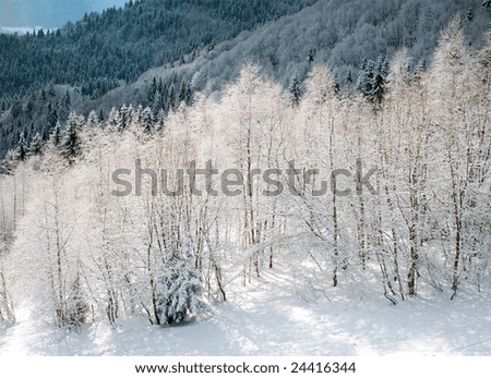 winter calm mountainside with snow-covered trees