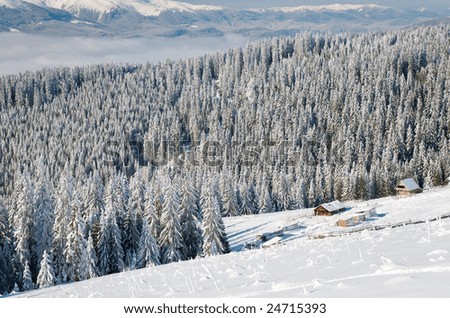 winter calm mountain landscape with some snow covered stems on forefront  and sheds group behind  (view from Bukovel ski resort (Ukraine) to Svydovets ridge)