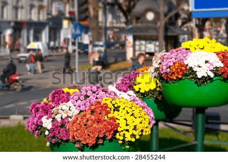 Flower arrangement on street in historical centre of Lvov-City (Ukraine). People faces and street scene is unrecognizable.