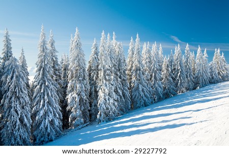 winter calm mountain landscape with rime and snow covered spruce trees