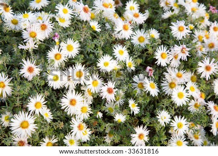white aster flowers in autumn park (seasonal background)
