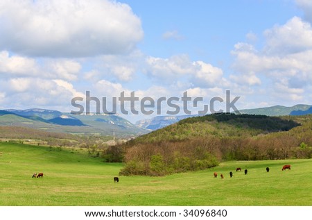 cow herd on mountain hill near village