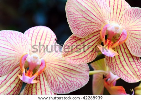 beautiful magenta-yellow  blotchy orchid flower (with copy space in left upper corner)