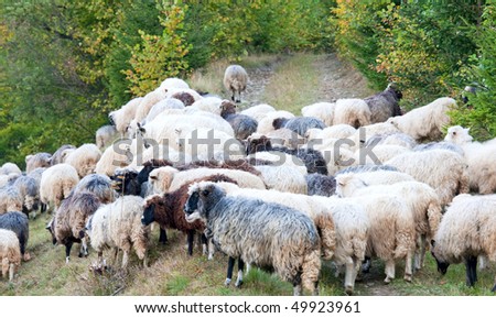 Sheep herd on mountain country road (Carpathian mountain, Ukraine).