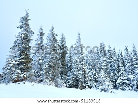 winter calm mountain landscape with snowfall ang beautiful fir trees  on slope (Kukol Mount, Carpathian Mountains, Ukraine)