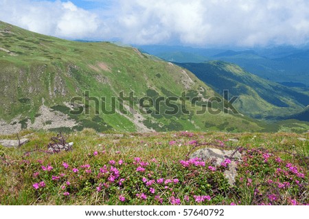 Rhododendron flowers and barbed wire on place of first world war operationson in summer mountainside (Ukraine, Carpathian Mountains)