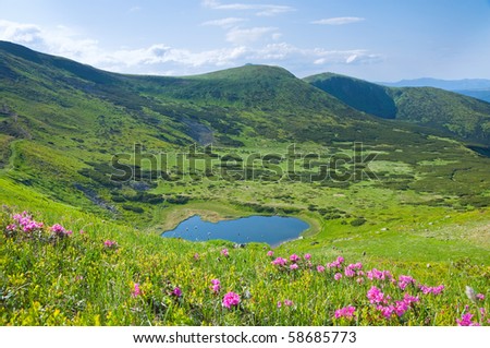 Pink rhododendron flowers near small summer mountain lake (Ukraine, Carpathian Mountains)