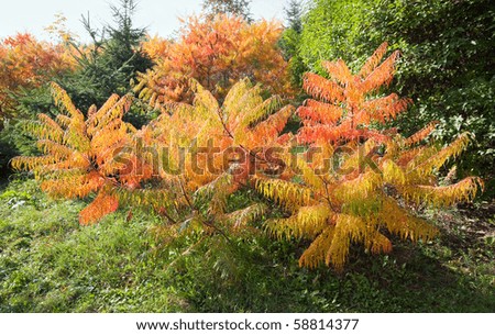 Colorful red-yellow bush in autumn city park