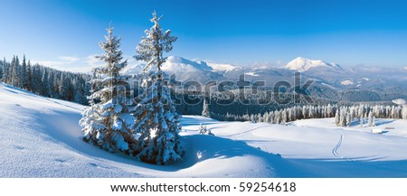 Morning winter calm mountain landscape with fir trees on slope (Goverla Mount, Carpathian Mountains, Ukraine). Four shots stitch image.