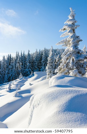 Morning winter calm mountain landscape with beautiful fir trees  on slope (Carpathian Mountains, Ukraine)