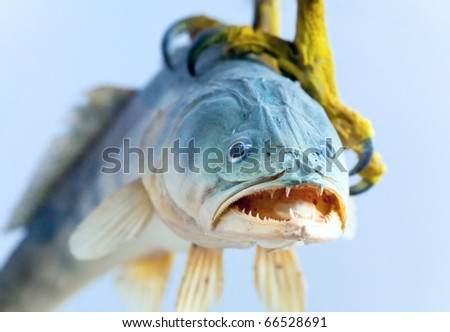 Big fish (macro) in talon bird of prey