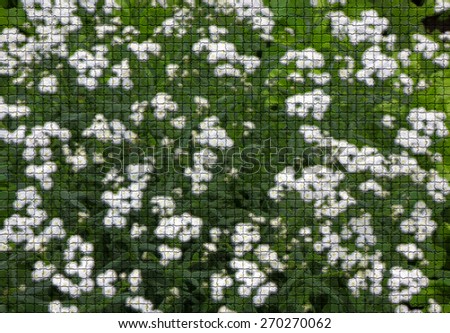 Background of small white flowers using filter