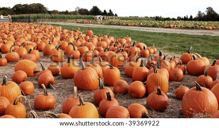 Large pumpkins sitting in field
