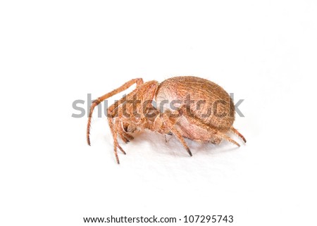 Tangled nest spider, Night spider or Hacklemesh weaver, Coelotes terrestris, in front of white background