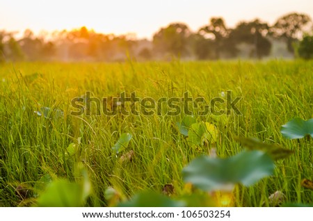 grass at sunset in the evening