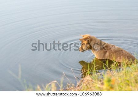 dog in the lake relaxed time