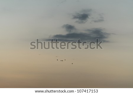 birds and sky in the evening